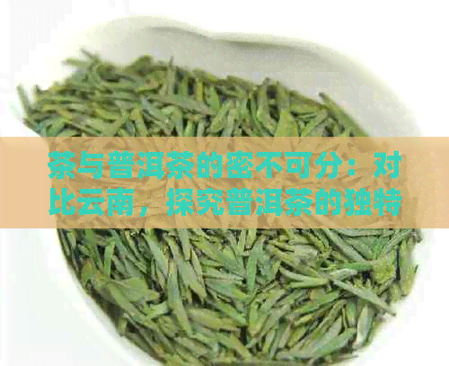 茶与普洱茶的密不可分：对比云南，探究普洱茶的独特魅力