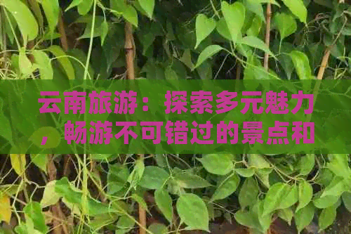 云南旅游：探索多元魅力，畅游不可错过的景点和活动