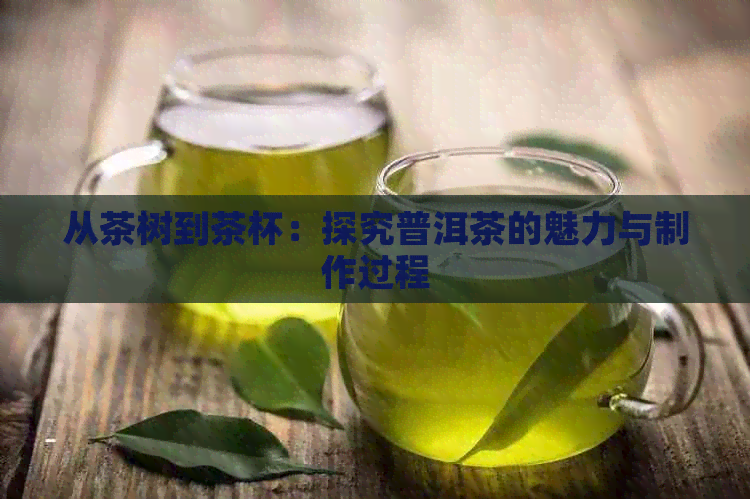 从茶树到茶杯：探究普洱茶的魅力与制作过程