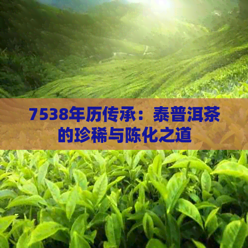 7538年历传承：泰普洱茶的珍稀与陈化之道