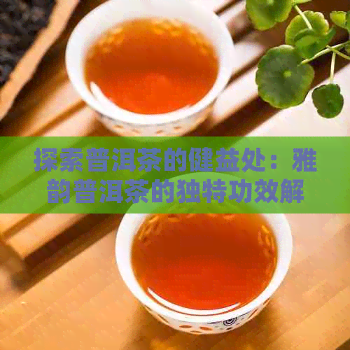 探索普洱茶的健益处：雅韵普洱茶的独特功效解析