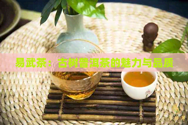 易武茶：古树普洱茶的魅力与品质