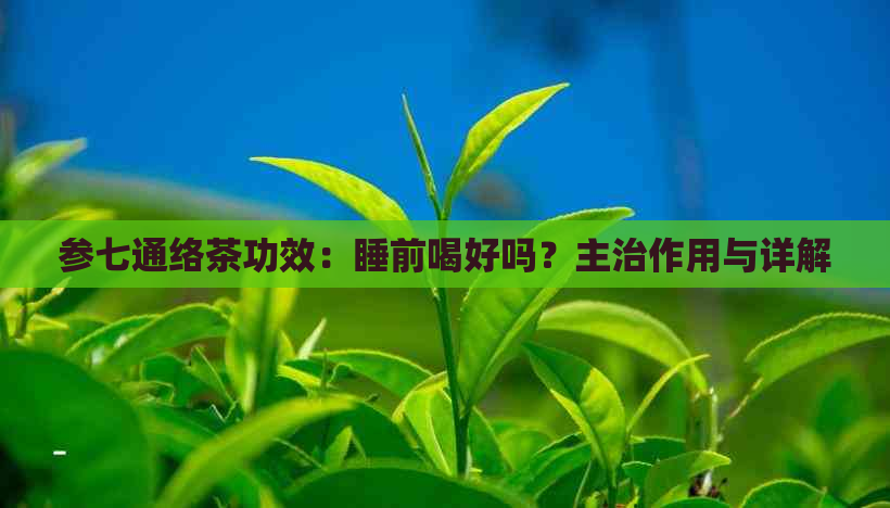 参七通络茶功效：睡前喝好吗？主治作用与详解