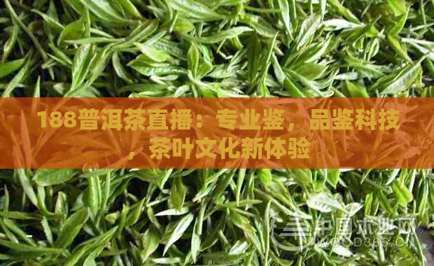 188普洱茶直播：专业鉴，品鉴科技，茶叶文化新体验