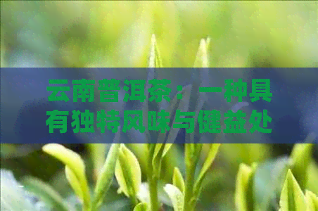 云南普洱茶：一种具有独特风味与健益处的茶叶种类详解