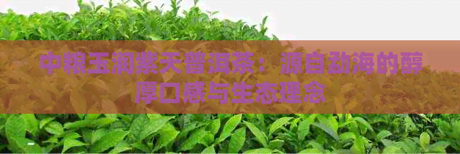 中粮玉润紫天普洱茶：源自勐海的醇厚口感与生态理念