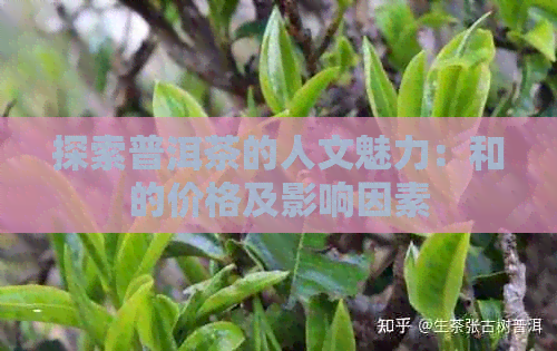 探索普洱茶的人文魅力：和的价格及影响因素