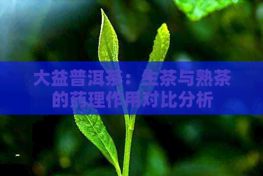 大益普洱茶：生茶与熟茶的药理作用对比分析