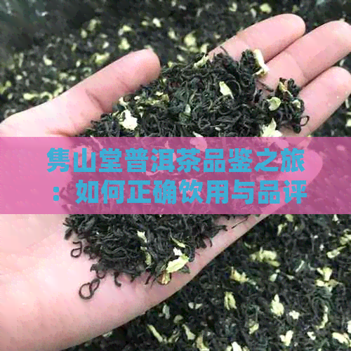 隽山堂普洱茶品鉴之旅：如何正确饮用与品评，让每一口都有极致滋味