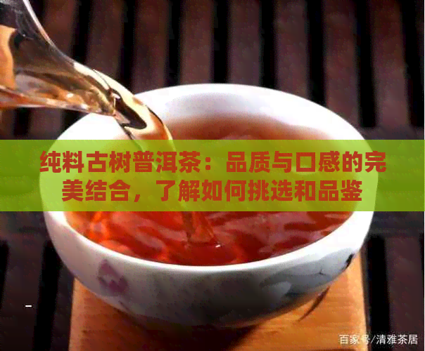 纯料古树普洱茶：品质与口感的完美结合，了解如何挑选和品鉴