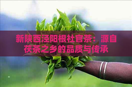 新陕西泾阳根社官茶：源自茯茶之乡的品质与传承