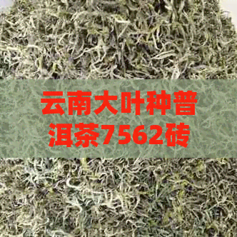 云南大叶种普洱茶7562砖，古树茶，陈年好茶，茶叶收藏，普洱茶艺，品鉴鉴