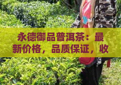 永德御品普洱茶：最新价格，品质保证，收藏投资指南