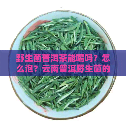 野生菌普洱茶能喝吗？怎么泡？云南普洱野生菌的作用与注意事项。