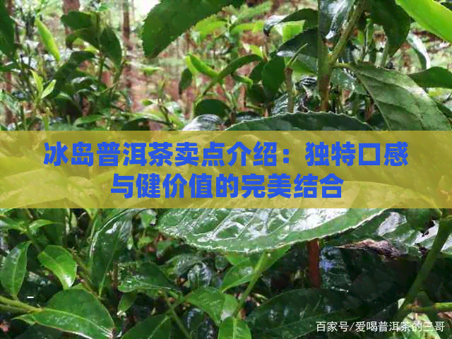 冰岛普洱茶卖点介绍：独特口感与健价值的完美结合