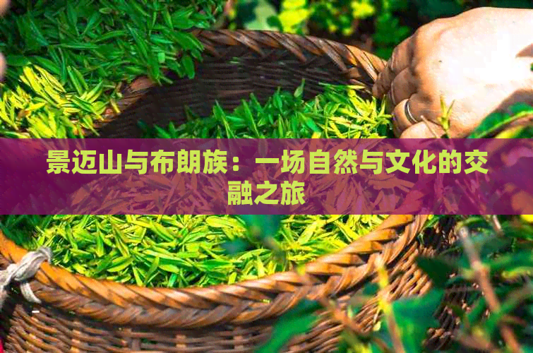 景迈山与布朗族：一场自然与文化的交融之旅