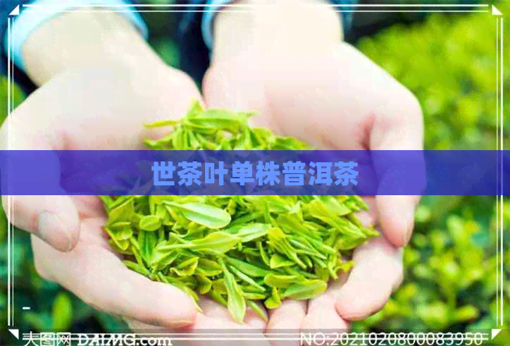 世茶叶单株普洱茶