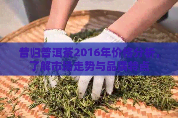 昔归普洱茶2016年价格分析，了解市场走势与品质特点