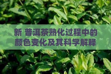 新 普洱茶熟化过程中的颜色变化及其科学解释，揭示其品质和陈化潜力