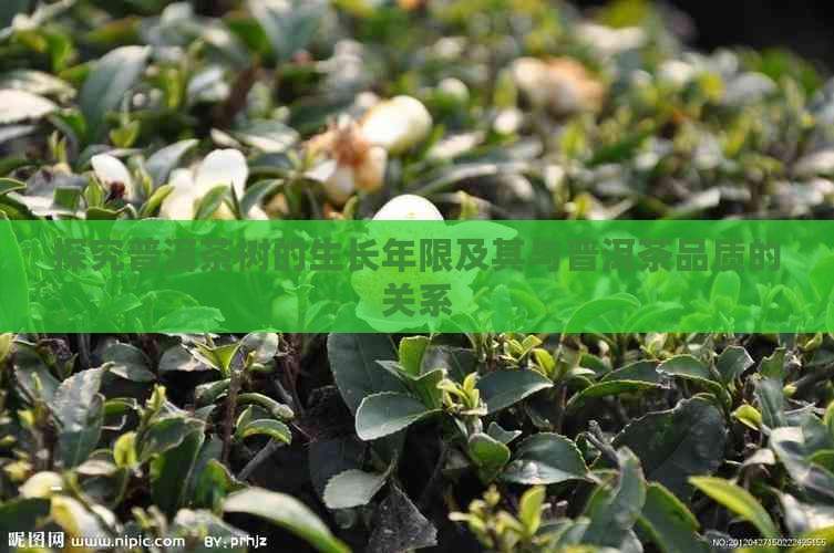 探究普洱茶树的生长年限及其与普洱茶品质的关系