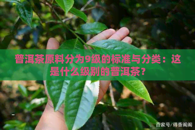 普洱茶原料分为9级的标准与分类：这是什么级别的普洱茶？