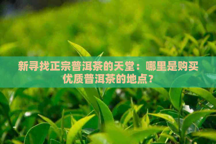 新寻找正宗普洱茶的天堂：哪里是购买优质普洱茶的地点？