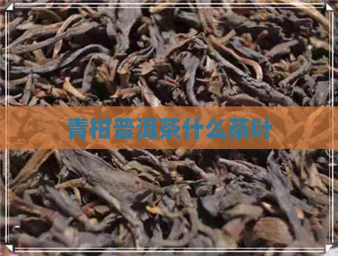 青柑普洱茶什么茶叶