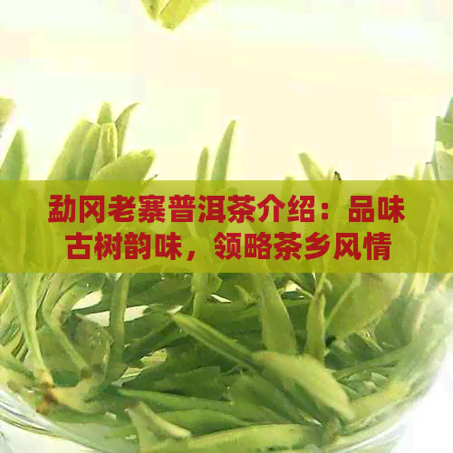 勐冈老寨普洱茶介绍：品味古树韵味，领略茶乡风情