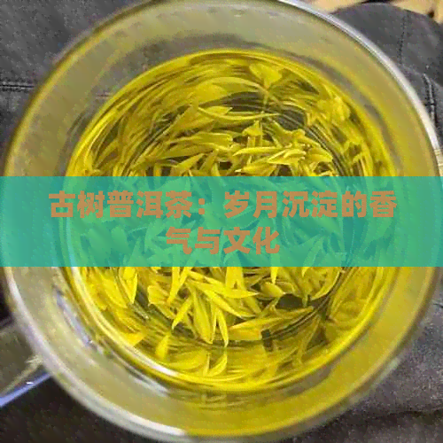 古树普洱茶：岁月沉淀的香气与文化