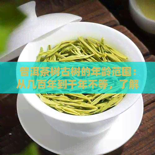 普洱茶树古树的年龄范围：从几百年到千年不等，了解各具特色的历茶树