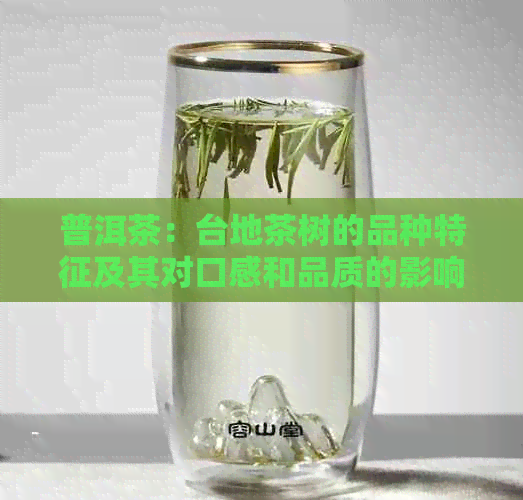 普洱茶：台地茶树的品种特征及其对口感和品质的影响