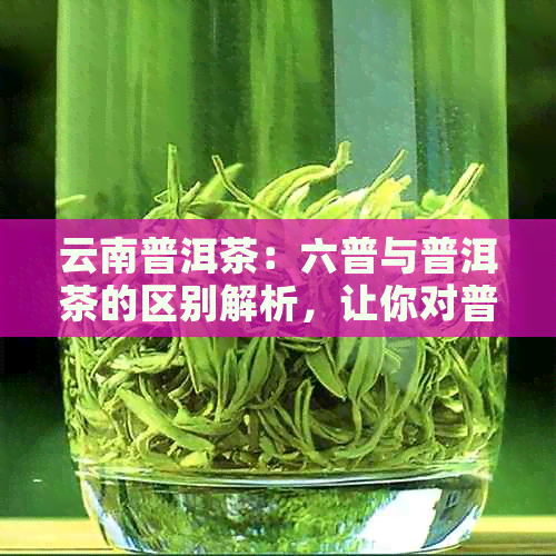 云南普洱茶：六普与普洱茶的区别解析，让你对普洱茶有更深入的了解