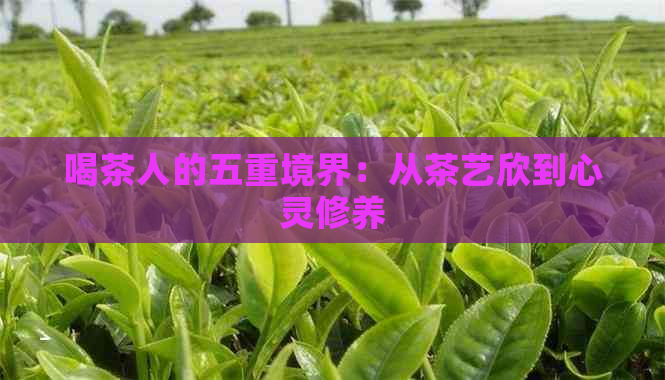 喝茶人的五重境界：从茶艺欣到心灵修养