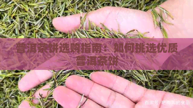 普洱茶饼选购指南：如何挑选优质普洱茶饼