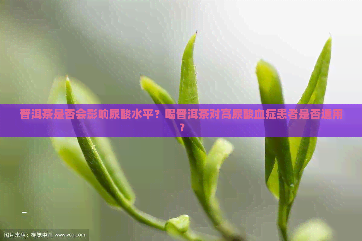 普洱茶是否会影响尿酸水平？喝普洱茶对高尿酸血症患者是否适用？