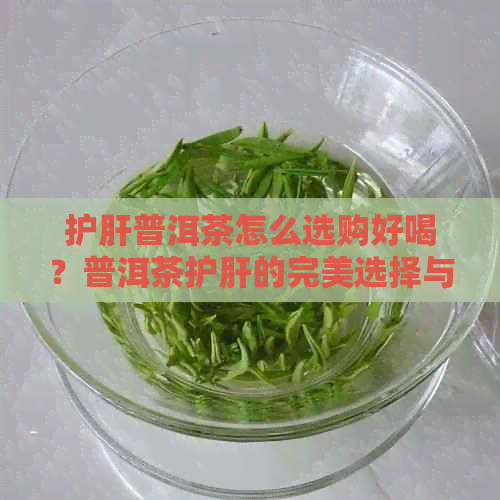 护肝普洱茶怎么选购好喝？普洱茶护肝的完美选择与饮用方法