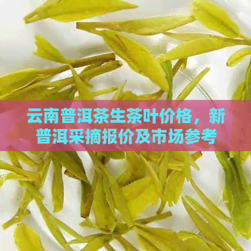 云南普洱茶生茶叶价格，新普洱采摘报价及市场参考