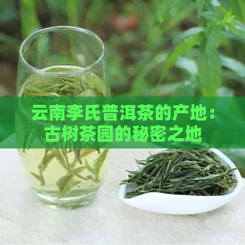 云南李氏普洱茶的产地：古树茶园的秘密之地