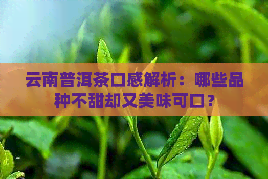 云南普洱茶口感解析：哪些品种不甜却又美味可口？