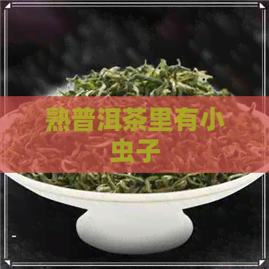 熟普洱茶里有小虫子