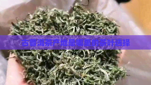 古普洱茶产地是哪里的茶叶选择