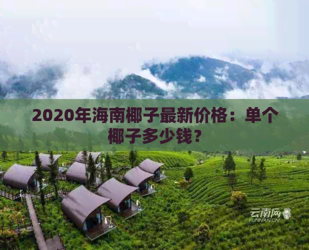 2020年海南椰子最新价格：单个椰子多少钱？