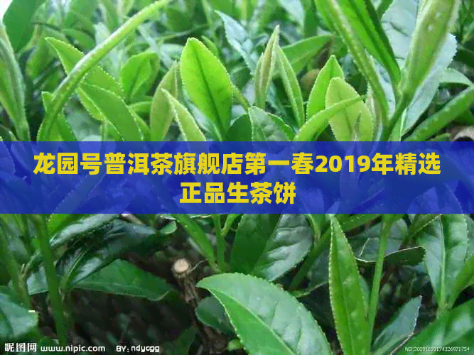 龙园号普洱茶旗舰店之一春2019年精选正品生茶饼