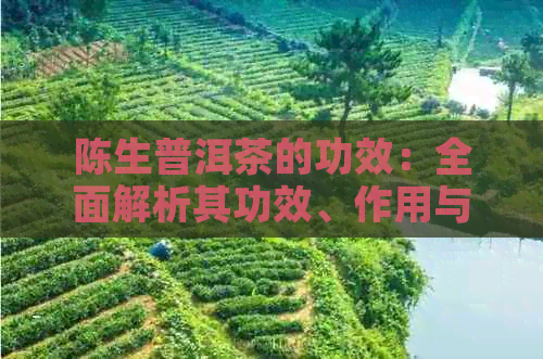 陈生普洱茶的功效：全面解析其功效、作用与禁忌