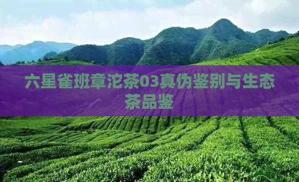 六星雀班章沱茶03真伪鉴别与生态茶品鉴