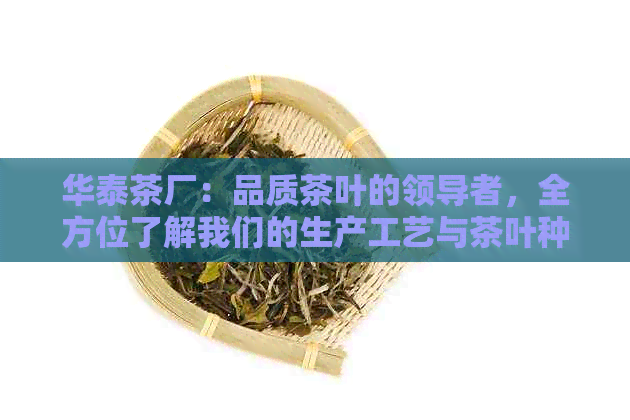 华泰茶厂：品质茶叶的领导者，全方位了解我们的生产工艺与茶叶种类