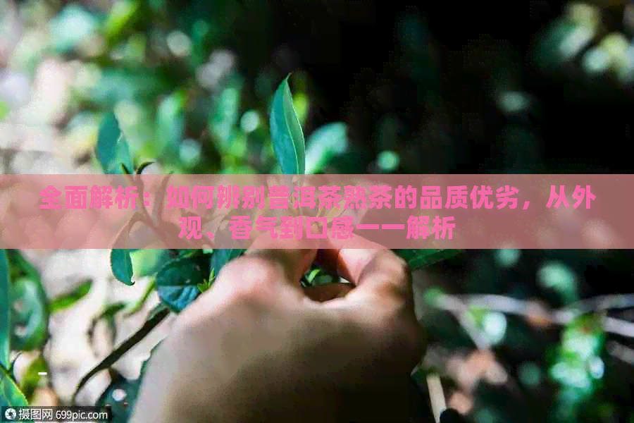 全面解析：如何辨别普洱茶熟茶的品质优劣，从外观、香气到口感一一解析