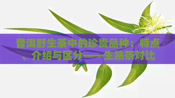 普洱野生茶中的珍贵品种：特点、介绍与区分——生熟茶对比