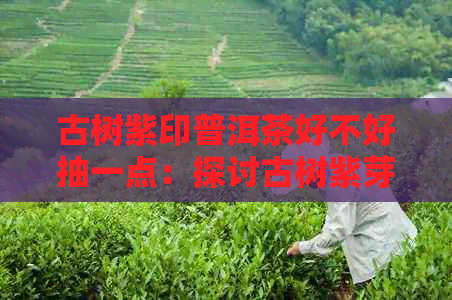 古树紫印普洱茶好不好抽一点：探讨古树紫芽普洱茶的功效及适宜饮用方式