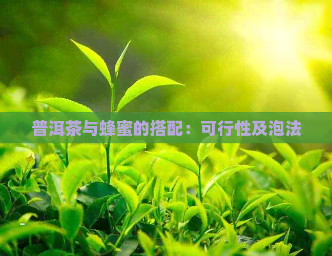 普洱茶与蜂蜜的搭配：可行性及泡法